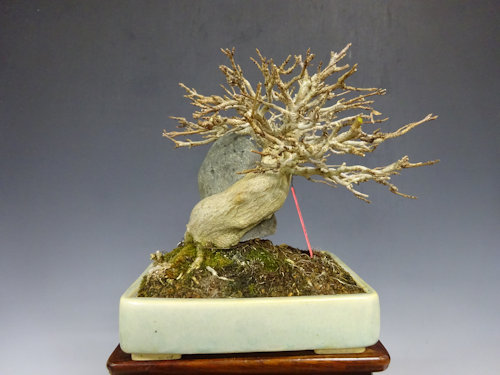 楓 (石付き) 【 24 B ― 23 】 - 小品盆栽専門店 湘風園オンライン