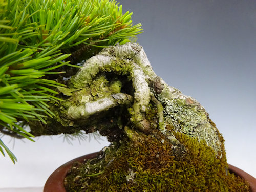 五葉松 【 20 B ― 42 】 - 小品盆栽専門店 湘風園オンラインショップ