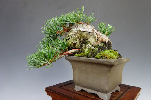 五葉松 (宮島性) 【 22 B ― 61 】 - 小品盆栽専門店 湘風園オンライン