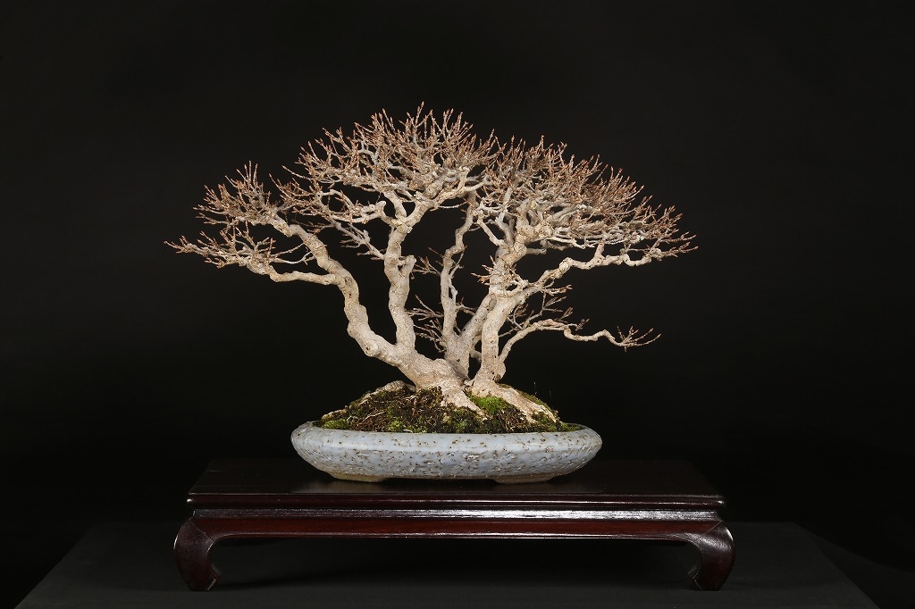 楓 約50年 | 雨竹亭オンラインショップ