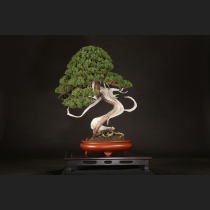 盆栽・水石の通販は雨竹亭オンラインショップ