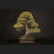 盆栽内の商品一覧 | 雨竹亭オンラインショップ