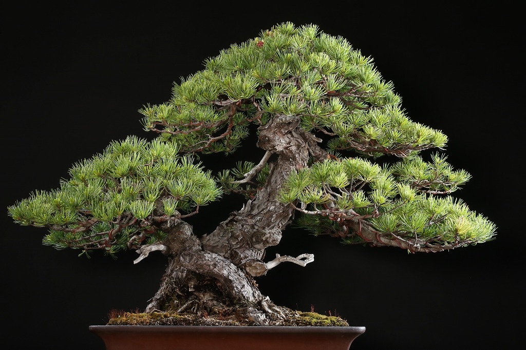 K69 五葉松 約150年 | 雨竹亭オンラインショップ