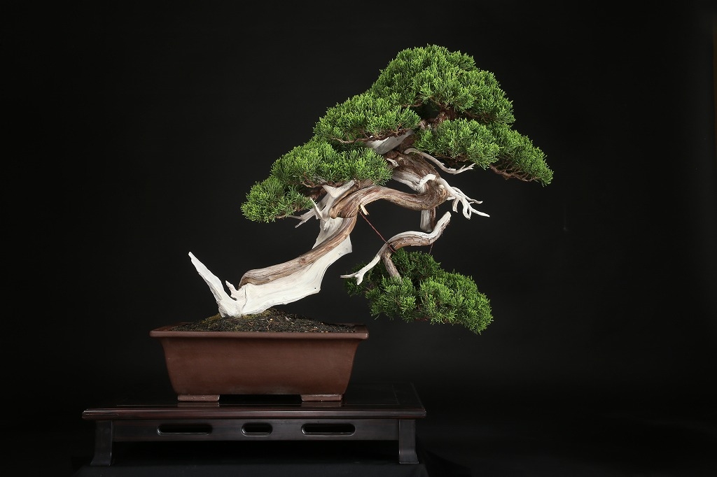 真柏 約150年 | 雨竹亭オンラインショップ