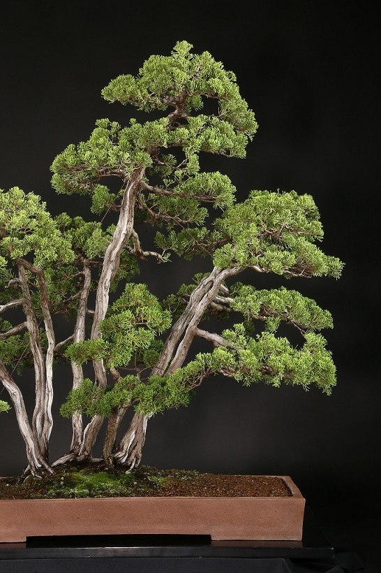 真柏寄植 約60年 | 雨竹亭オンラインショップ