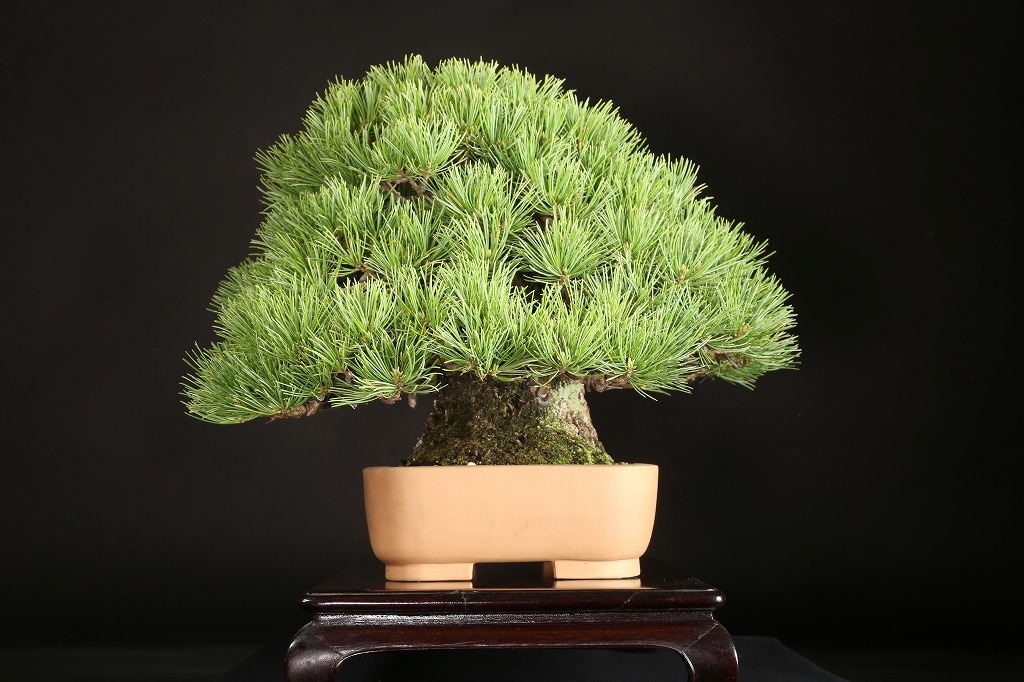 五葉松 約70年 | 雨竹亭オンラインショップ