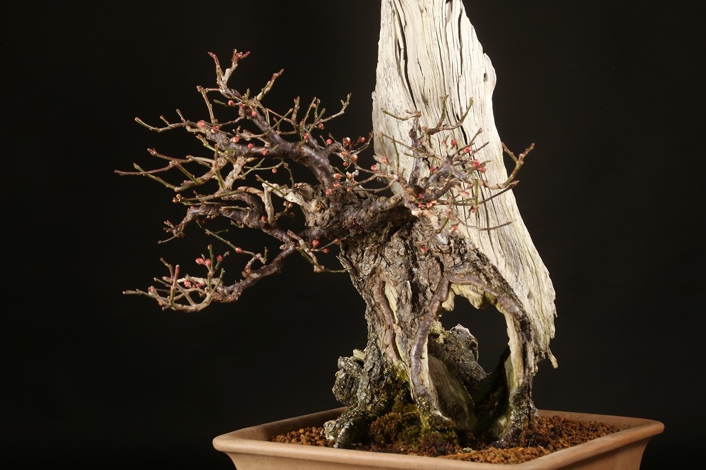 野梅（白一重咲・米良性）約100年 | 雨竹亭オンラインショップ