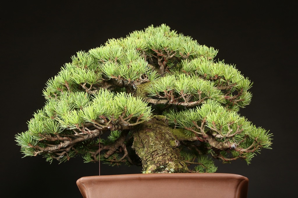 那須五葉松 約70年 | 雨竹亭オンラインショップ