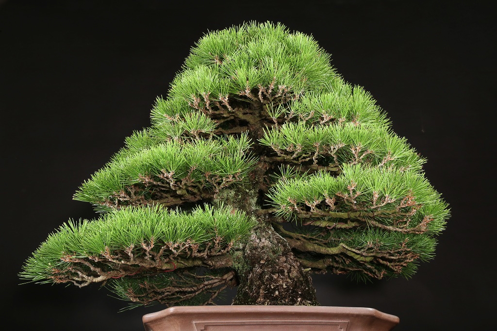 黒松 約120年 | 雨竹亭オンラインショップ