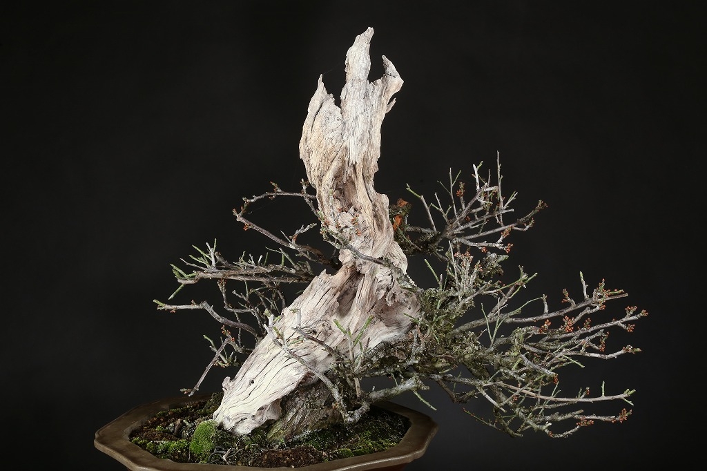 野梅（一重白花）約80年 | 雨竹亭オンラインショップ