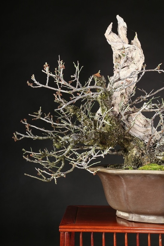 野梅（一重白花）約80年 | 雨竹亭オンラインショップ