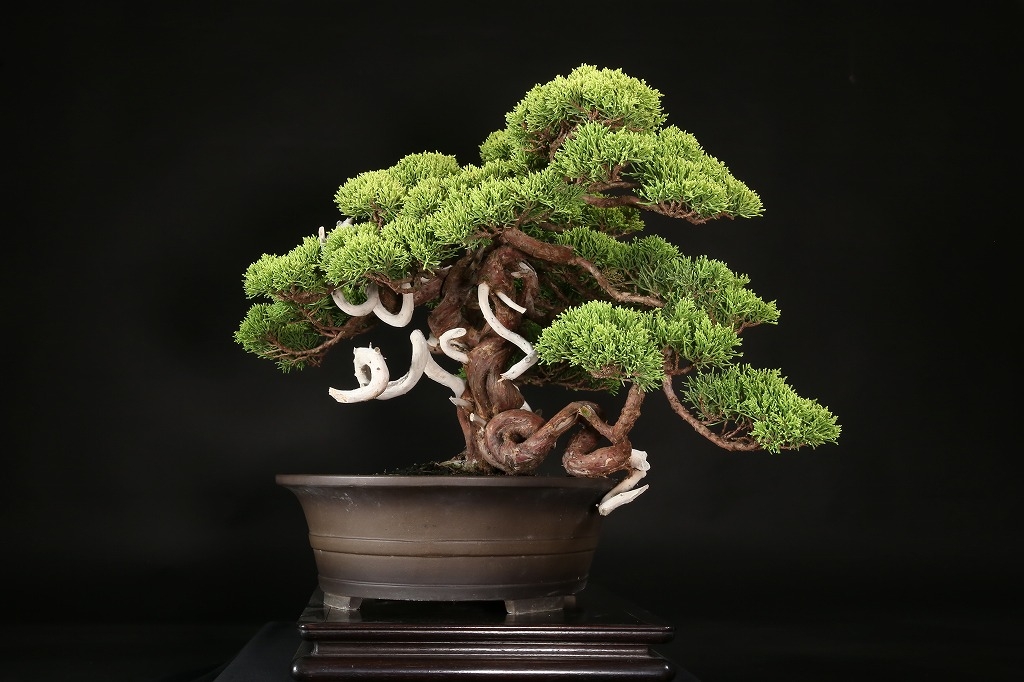 黄金真柏 約60年 | 雨竹亭オンラインショップ