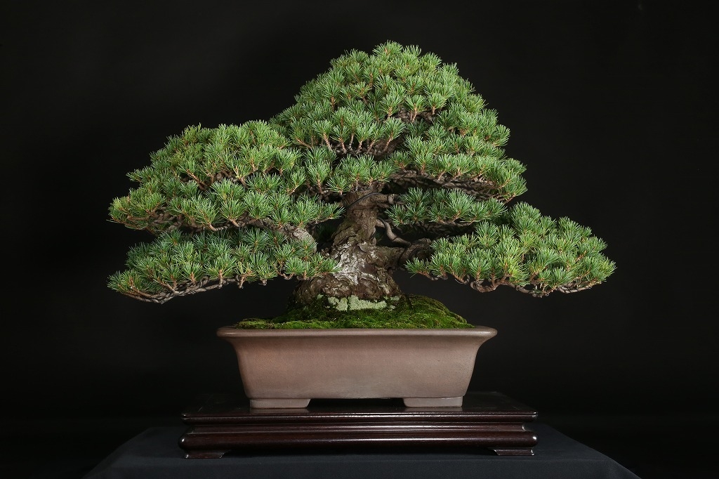 五葉松（瑞祥）約50年 | 雨竹亭オンラインショップ