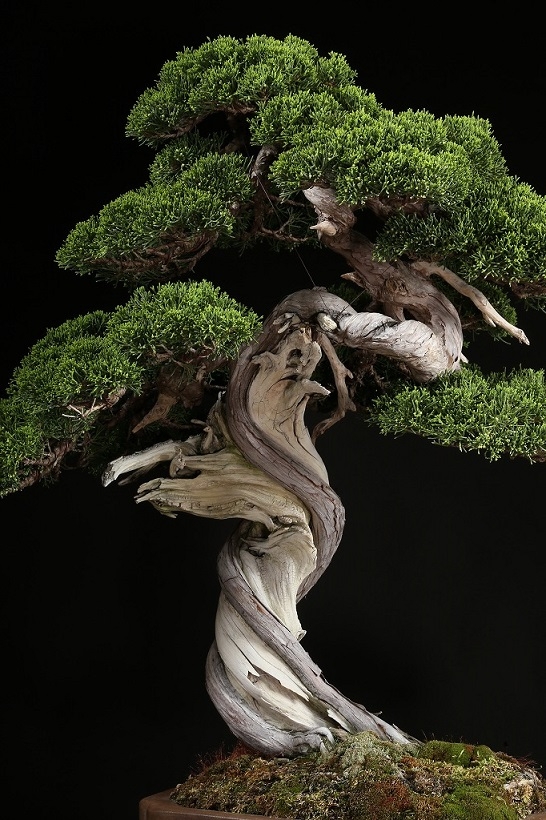 真柏 約200年 | 雨竹亭オンラインショップ