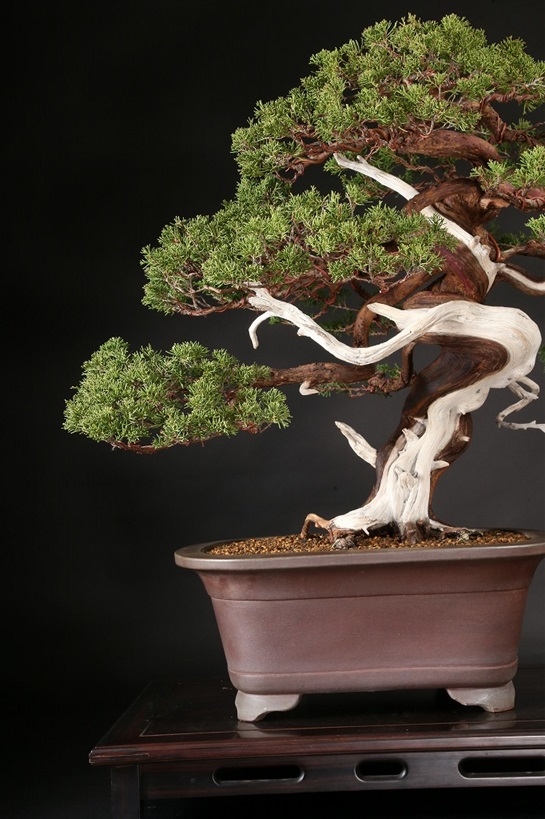 真柏 約80年 | 雨竹亭オンラインショップ