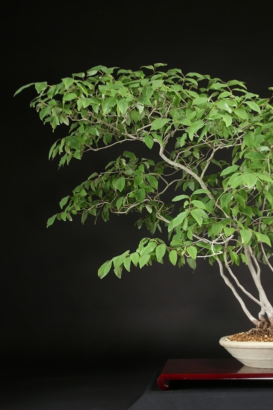 ヤマコウバシ 約25年 | 雨竹亭オンラインショップ