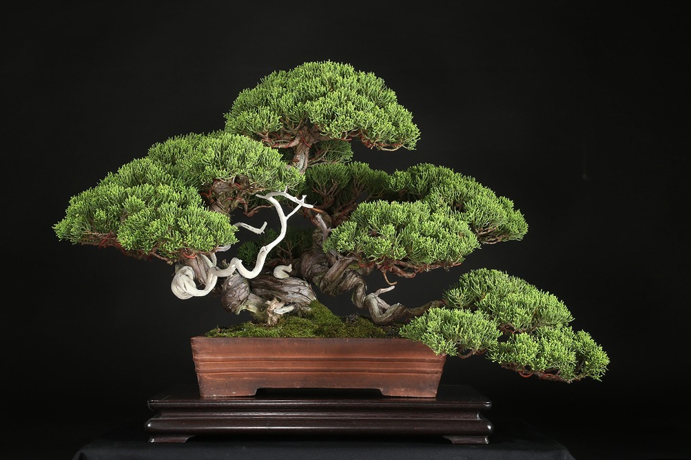 真柏 約60年 | 雨竹亭オンラインショップ