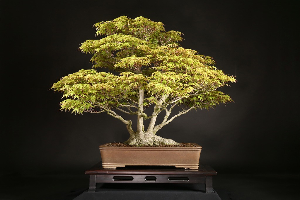 値引き、必見！完成木山もみじ、30年以上持込