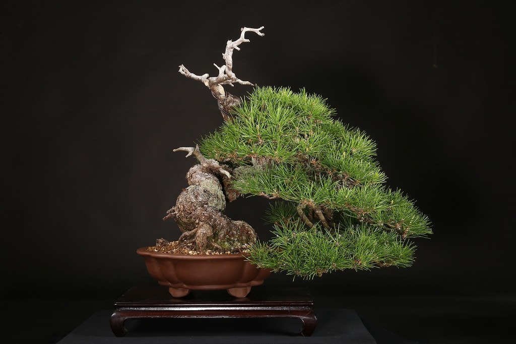 黒松 約70年 | 雨竹亭オンラインショップ