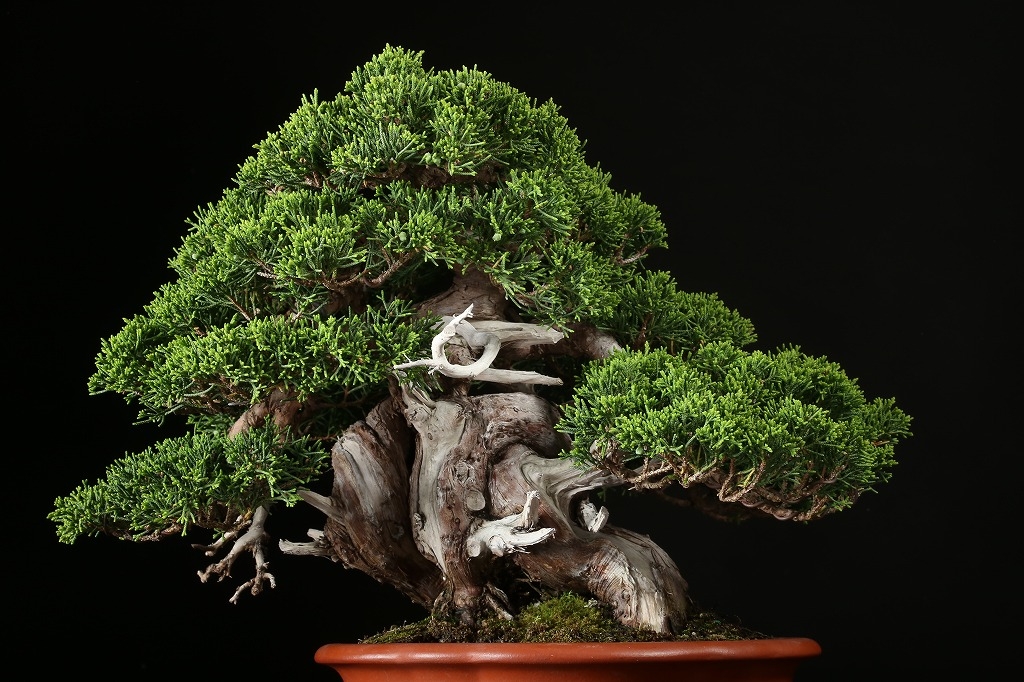 糸魚川真柏 約50年 | 雨竹亭オンラインショップ