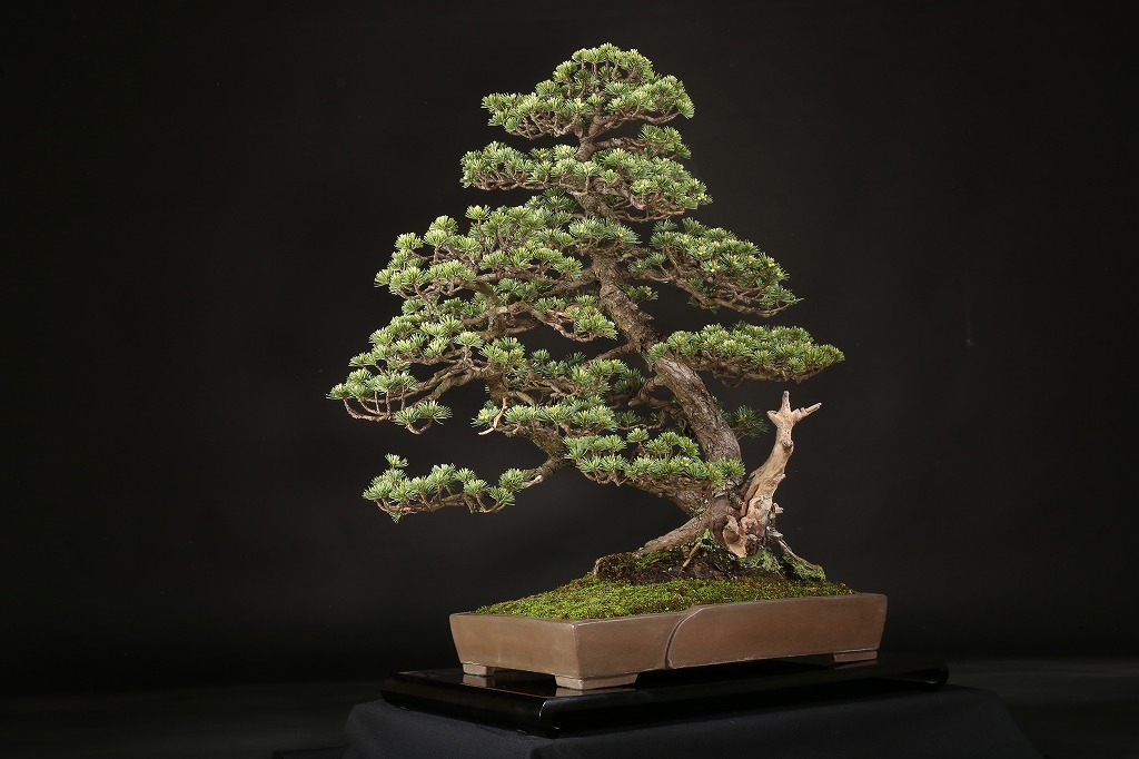 五葉松(峰吾妻) 約70年 | 雨竹亭オンラインショップ