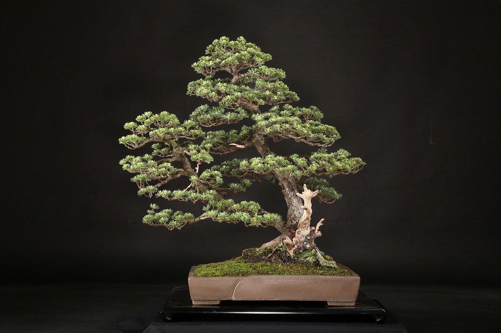 五葉松(峰吾妻) 約70年 | 雨竹亭オンラインショップ