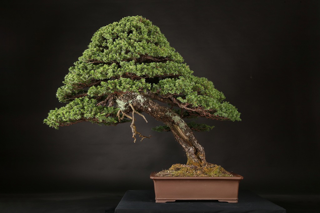 蝦夷松 約200年 | 雨竹亭オンラインショップ