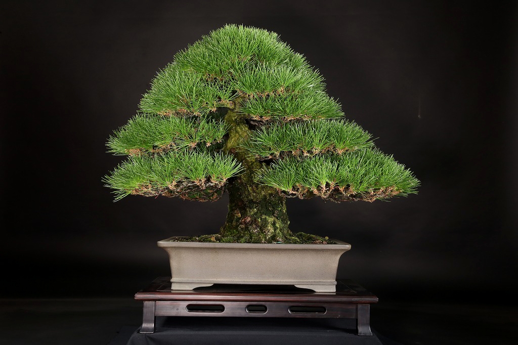 三河黒松 約80年 | 雨竹亭オンラインショップ