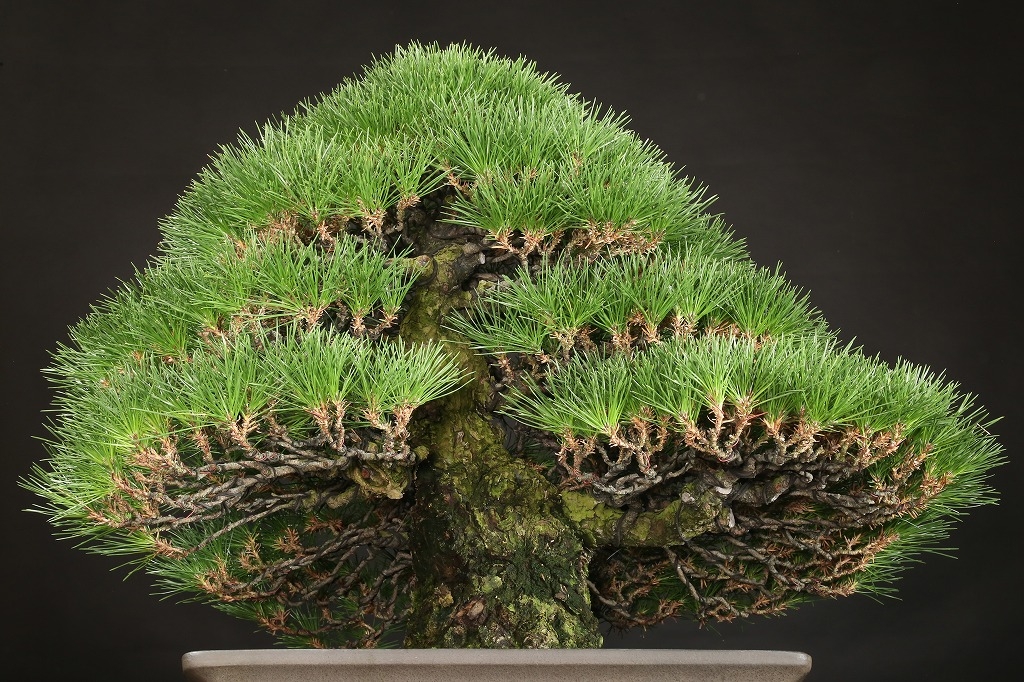 三河黒松 約80年 | 雨竹亭オンラインショップ