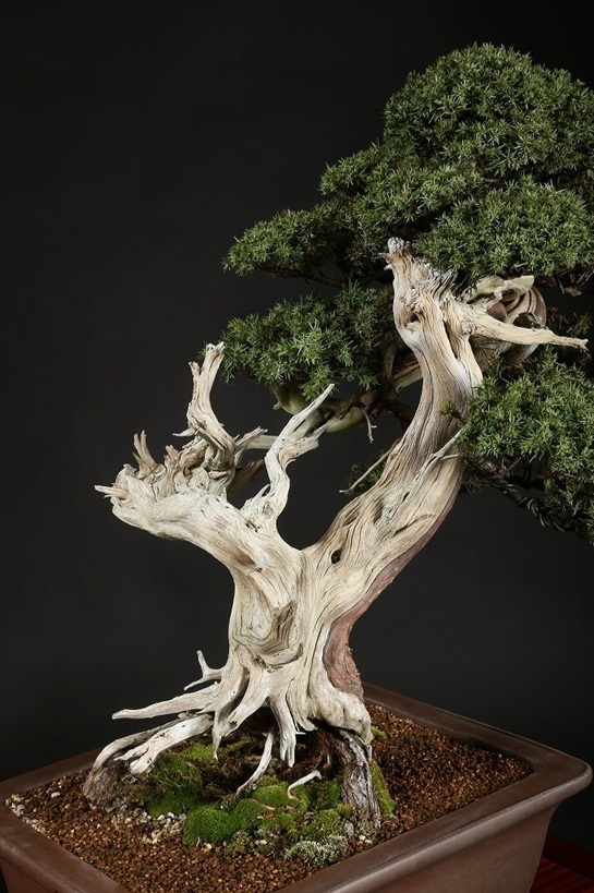 杜松 約150年 | 雨竹亭オンラインショップ