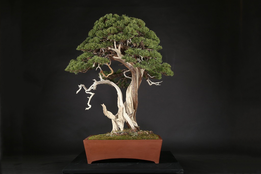 糸魚川真柏 約200年 | 雨竹亭オンラインショップ