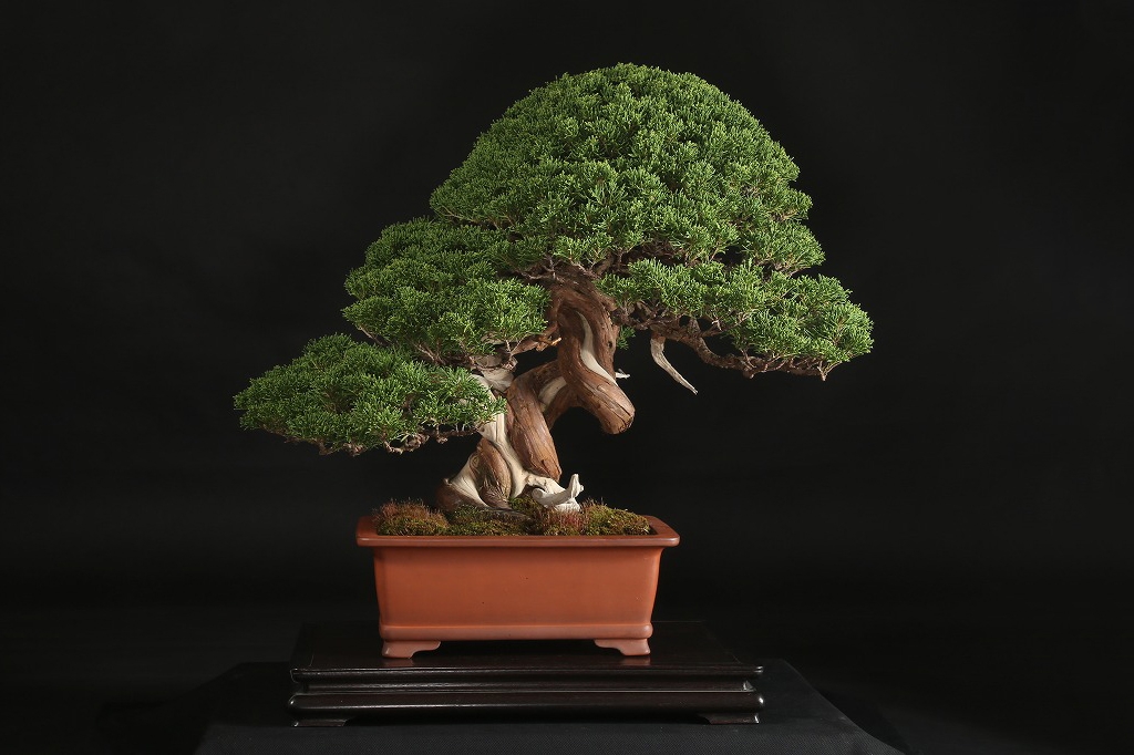 真柏 約70年 | 雨竹亭オンラインショップ