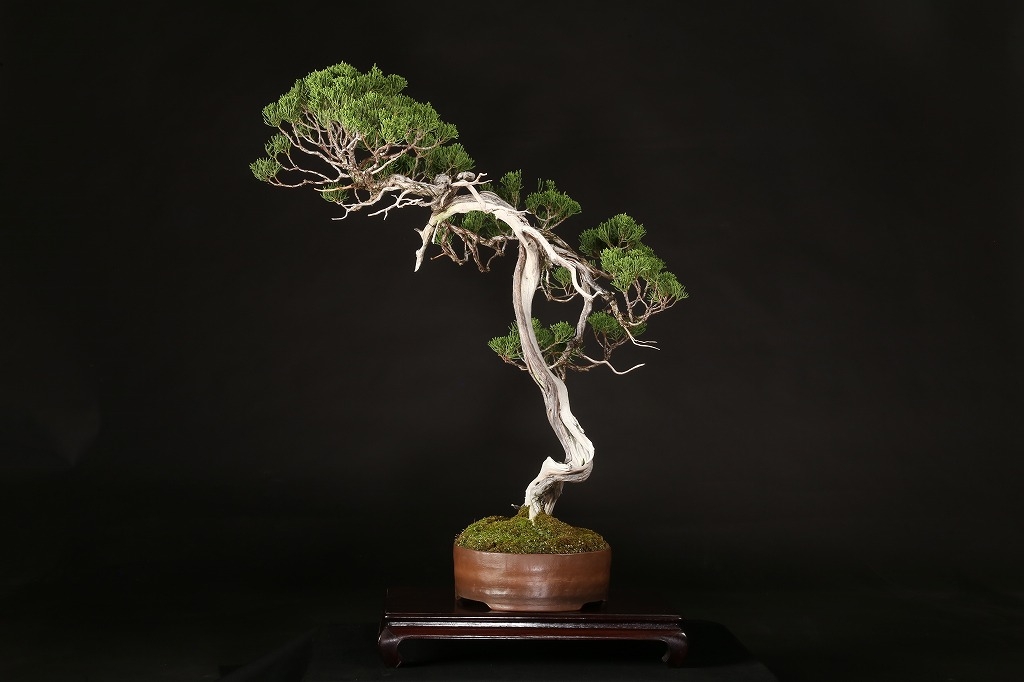 糸魚川真柏 約80年 | 雨竹亭オンラインショップ