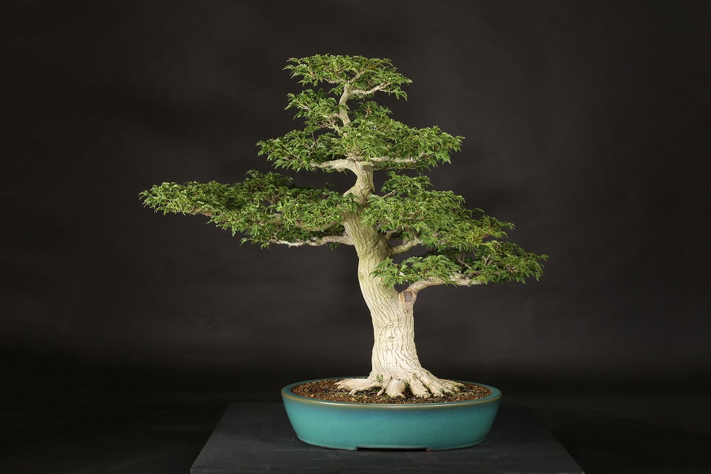 もみじ（獅子頭）約70年 | 雨竹亭オンラインショップ