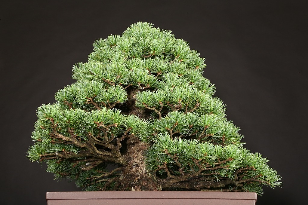 那須五葉松 約100年 | 雨竹亭オンラインショップ