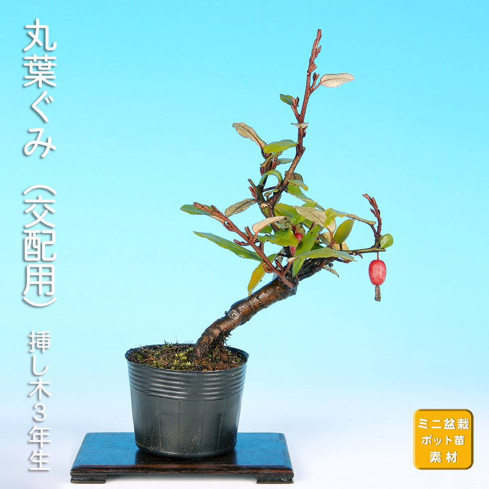 丸葉寒ぐみ(交配用) | 盆栽、盆栽書籍、盆栽鉢の通販│近代出版