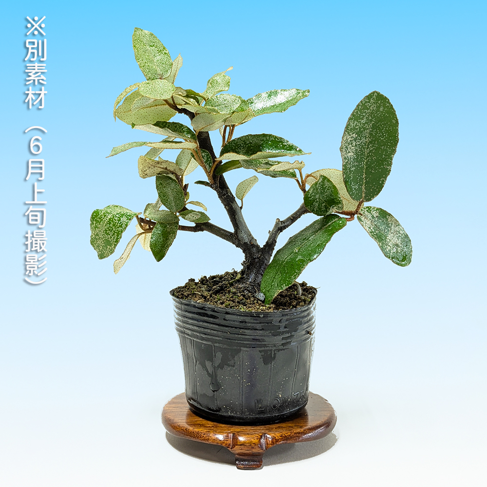 丸葉寒ぐみ(交配用) | 盆栽、盆栽書籍、盆栽鉢の通販│近代出版