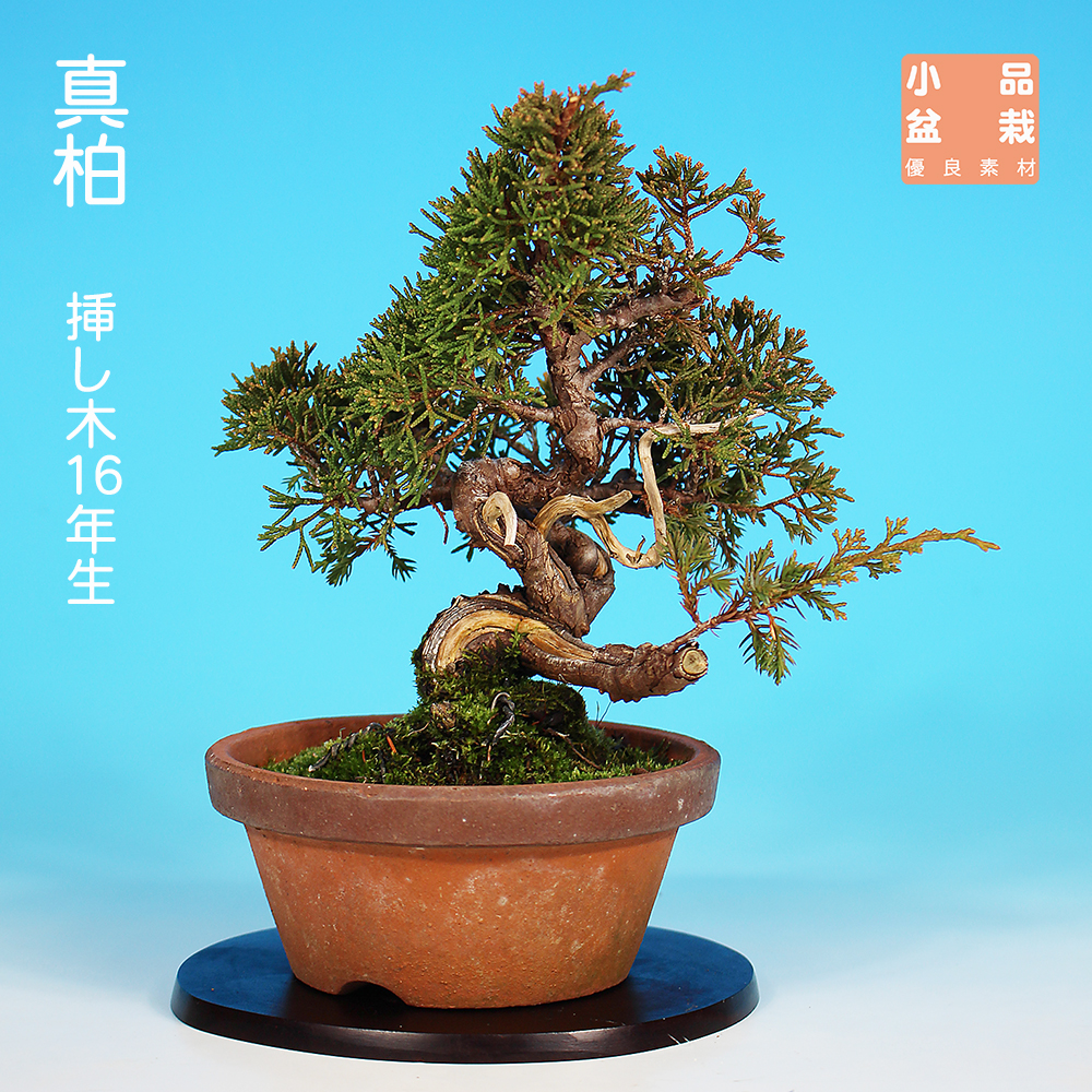 真柏 | 盆栽、盆栽書籍、盆栽鉢の通販│近代出版