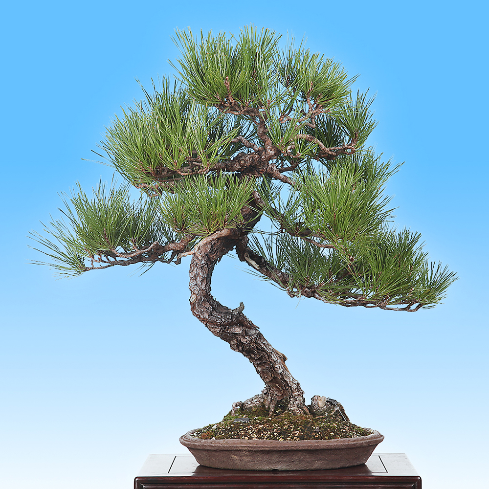 黒松 | 盆栽、盆栽書籍、盆栽鉢の通販│近代出版