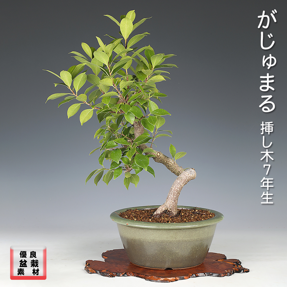甲州野梅 | 盆栽、盆栽書籍、盆栽鉢の通販│近代出版