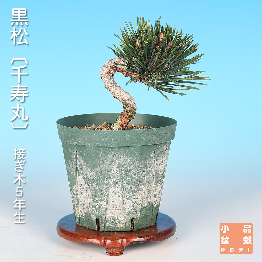 お買い得盆栽 | 盆栽、盆栽書籍、盆栽鉢の通販│近代出版