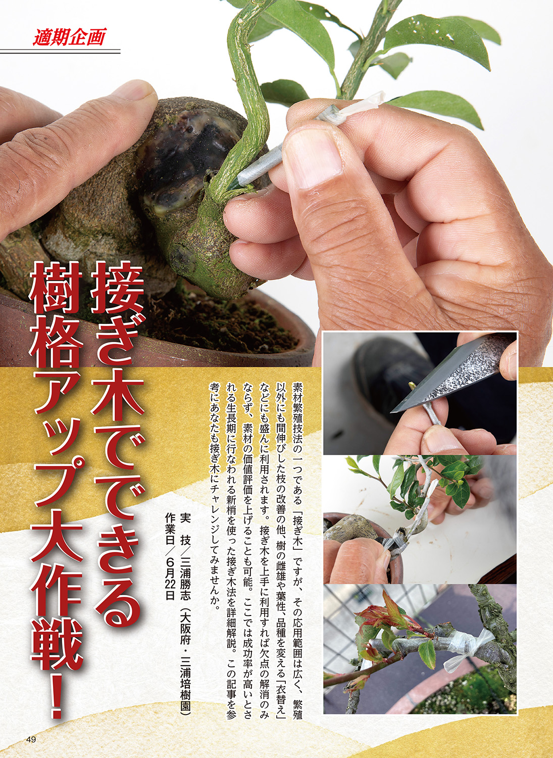 吉村秀峰 盆栽鉢 太鼓 やや大きめ 吉村秀峰 盆栽鉢 太鼓 やや大きめ