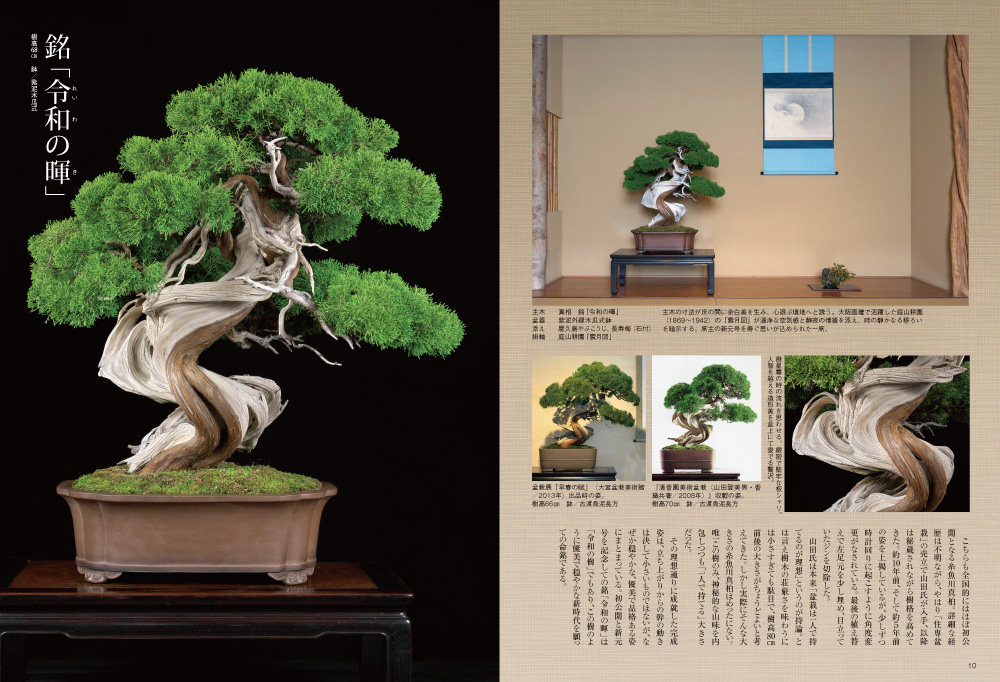 月刊「近代盆栽」2019年6月号 | 盆栽、盆栽書籍、盆栽鉢の通販│近代出版