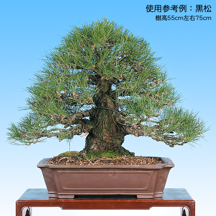 紫泥隅切額面長方鉢 | 盆栽、盆栽書籍、盆栽鉢の通販│近代出版