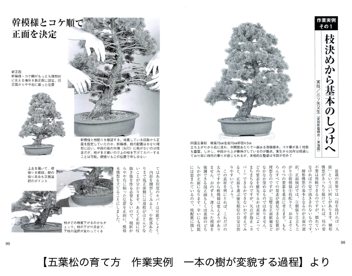 五葉松の育て方 | 盆栽、盆栽書籍、盆栽鉢の通販│近代出版