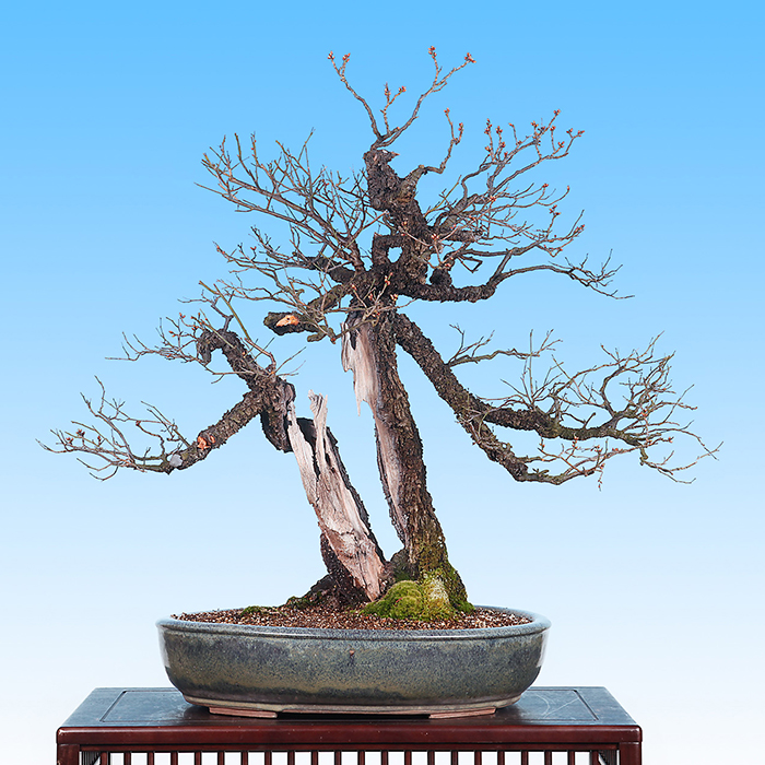 甲州野梅 | 盆栽、盆栽書籍、盆栽鉢の通販│近代出版