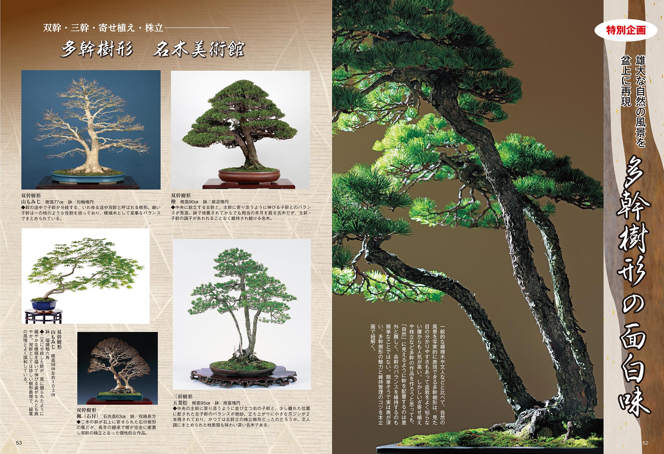 月刊「近代盆栽」2023年8月号 | 盆栽、盆栽書籍、盆栽鉢の通販│近代出版