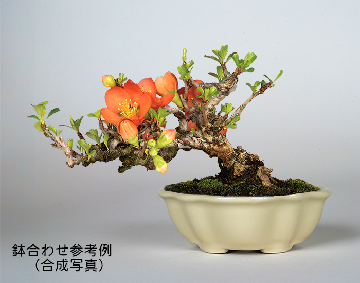 KINBONオリジナル盆栽鉢9点セット | 盆栽、盆栽書籍、盆栽鉢の通販