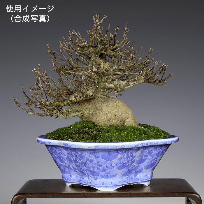 平安泉山青花結晶木瓜式鉢(小) | 盆栽、盆栽書籍、盆栽鉢の通販│近代出版