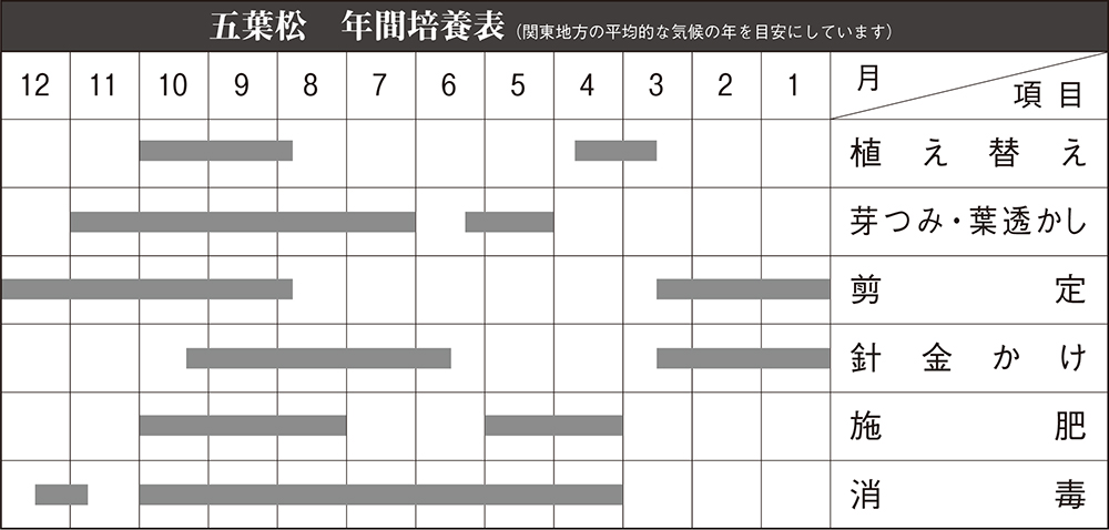 五葉松〔福娘〕 | 盆栽、盆栽書籍、盆栽鉢の通販│近代出版